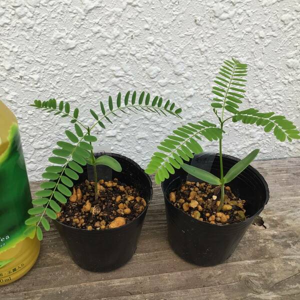 2本！ポットごと宅急便コンパクト発送！沖縄県産　実生苗ホウオウボク（鳳凰木、Delonix regia）ヤフオクおてがる配送