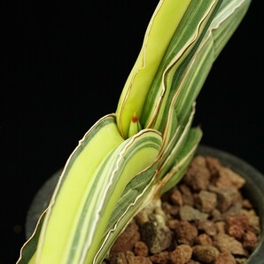 サンスベリア バナナ 斑入りSansevieria banana variegated多肉植物 サンセベリアの画像8