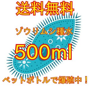 史上最強★絶対の自信あり★密度が違います★簡単培養ゾウリムシ500ml★ペットボトルで爆殖中★ビーシュリンプの餌に★生クロレラも出品中