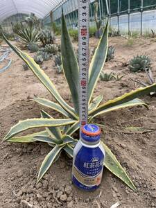  agave America -na pulling out seedling . stock 2 attaching 