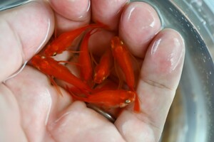 □◆○ 紅帝 ヒレ長 ダルマ 半ダルマ メダカ から産まれた 稚魚 10匹 ○◆□ メダカ