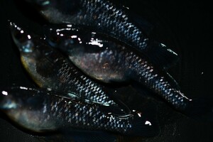 □◆○ ブラックダイヤ メダカの子 稚魚 15匹 ○◆□ 