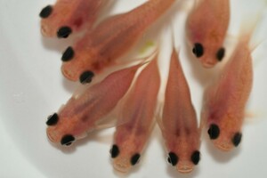 □◆○ピンク 出目パンダ ダルマ メダカ 稚魚 10匹＋α　○◆□