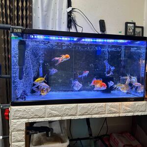 90 centimeter aquarium overflow ( double siphon )