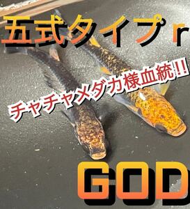 【三陸メダカfarm】チャチャメダカ様血統！！五式タイプrGOD有精卵20個＋α 竜章鳳姿オロチ乙姫ブラックリム朱赤ビオトープ