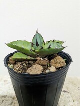 【実生】 アガベ Agave チタノタブルー ③_画像1