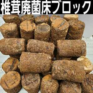 カブトムシ幼虫の栄養強化に椎茸廃菌床【6ブロック】発酵マットに埋め込むと幼虫が潜り込みモリモリ食べて大きくなる！クヌギ100％原料