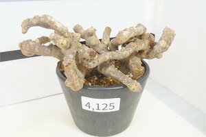 4125 「塊根植物」モンソニア ムルチフィダ 植え【発根未確認・multifida ・枯枝・折枝アリ】