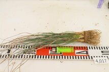 4017 「多肉植物」カリバナス フーケリー 抜き苗【最新到着・実生・Calibannus hookeri・大株・塊根植物】_画像4