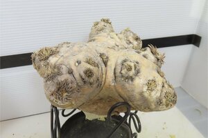 4192 「塊根植物」パキポディウム 恵比寿笑い 大 抜き苗【最新到着・brevicaule・根切確認済・マダガスカル・多肉植物】