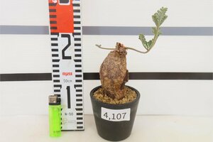 4107 「塊根植物」ペラルゴニウム トリステ 植え【発根・発芽・Pelargonium triste・削れ・割れアリ】