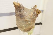 4083 「塊根植物」パキポディウム マカイエンセ 抜き苗【最新到着・makayense・・マダガスカル・根切確認済み】_画像1