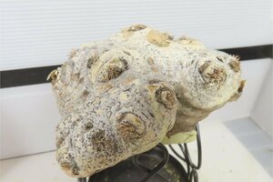 4180 「塊根植物」パキポディウム 恵比寿笑い 大 抜き苗【最新到着・brevicaule・根切確認済・マダガスカル・多肉植物】