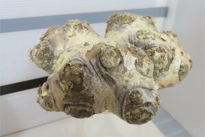 4157 「塊根植物」パキポディウム 恵比寿笑い 大 抜き苗【最新到着・brevicaule・根切確認済・マダガスカル・多肉植物】