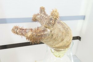 4100 「塊根植物」パキポディウム マカイエンセ 抜き苗【最新到着・makayense・・マダガスカル・根切確認済み】