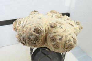 4166 「塊根植物」パキポディウム 恵比寿笑い 大 抜き苗【最新到着・brevicaule・根切確認済・マダガスカル・多肉植物】