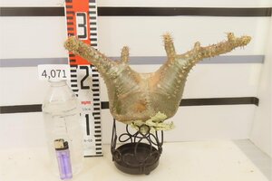 4071 「塊根植物」パキポディウム マカイエンセ大 抜き苗【最新到着・makayense・マダガスカル・根切確認済み】