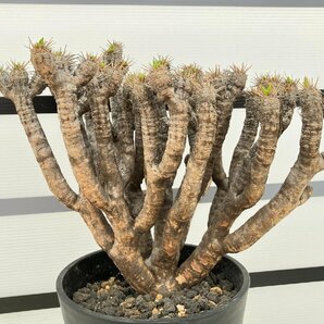 8988 「多肉植物」ユーフォルビア ギラウミニアナ大 植え【発根・Euphorbia guillauminiana・発芽開始】の画像1