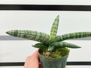 8905 「観葉植物」サンスベリア ボンセレンシス 【発根・美株・サンセベリア・Sansevieria ”Boncellensis”】