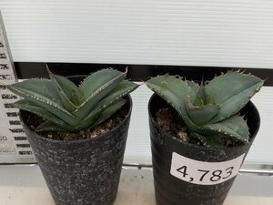 4783 「多肉植物】アガベ　ホワイトアイス 2株セット【発根・子株・agave white ice】