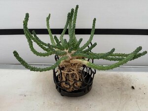 4858 「実生」ユーフォルビア イネルミス 抜き苗【塊根植物・Euphorbia inermis・地植え株】（