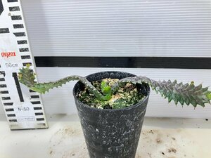 7311 「実生」ユーフォルビア　ステラータ【発根・Euphorbia stellata・飛竜・多肉植物】