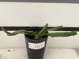 5301 「実生」ユーフォルビア　ステラータ【発根・Euphorbia stellata・飛竜・多肉植物】