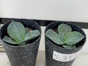 5312 「多肉植物】アガベ パリートランカータ 2株セット【発根・子株・Agave parryi var. truncata】