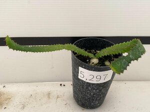 5297 「実生」ユーフォルビア　ステラータ【発根・Euphorbia stellata・飛竜・多肉植物】