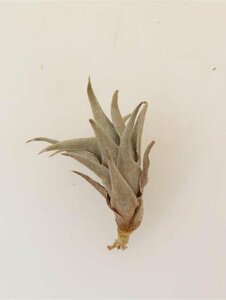 2062 「エアプランツ」tillandsia latifolia × peiranoi 抜き苗【・希少・美株・チランジア】