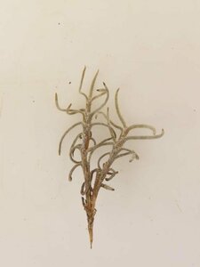 2054 「エアプランツ」tillandsia humilis × capillalis #1抜き苗【・希少・美株・チランジア】