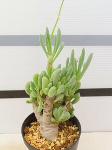 4020 「実生」オトンナ クラビフォリア 植え【発根・多肉植物・Othonna clavifolia・・葉落ちします】