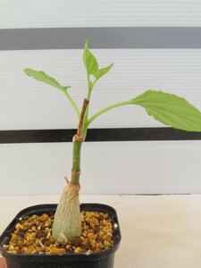 4048 「実生」マテレア シクロフィラ 植え【発根・Matelea cyclophylla・多肉植物・Gonolobus cyclophyllus】