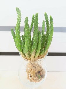 4083 「実生」ユーフォルビア イネルミス 抜き苗【塊根植物・Euphorbia inermis・地植え株】