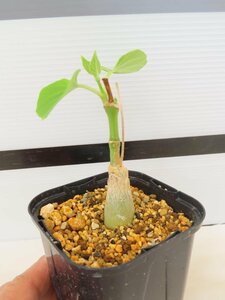 4047 「実生」マテレア シクロフィラ 植え【発根・Matelea cyclophylla・多肉植物・Gonolobus cyclophyllus】