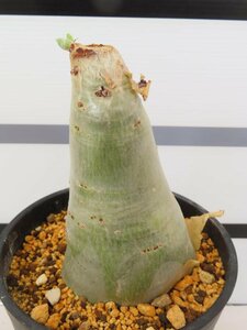 4130 「塊根植物」キフォステンマ セイチアナ 植え【発根・Cyphostemma seitziana・大株・多肉植物】