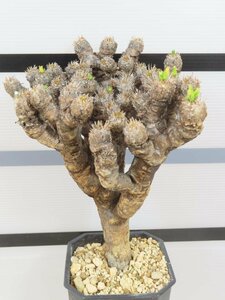 6845 「多肉植物」ユーフォルビア ギラウミニアナ 植え【発根未確認・Euphorbia guillauminiana・発芽開始】