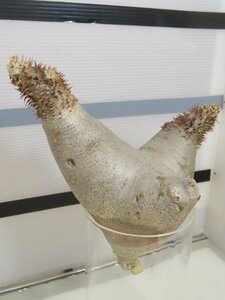 6298 「塊根植物」パキポディウム エニグマティクム 抜き苗【最新到着・enigmaticum・根切確認済み】