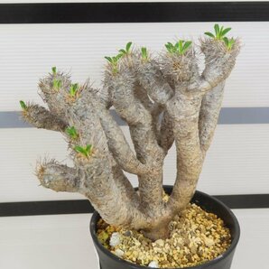 6844 「多肉植物」ユーフォルビア ギラウミニアナ 植え【発根未確認・Euphorbia guillauminiana・発芽開始】の画像3