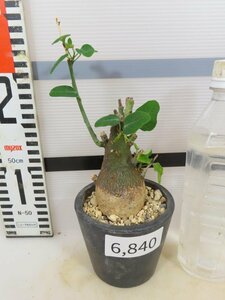 6840 「塊根植物」アデニア スピノーサ 植え【発根未確認・Adenia spinosa・多肉植物・丸株】