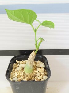 6790 「実生」マテレア シクロフィラ 植え【発根開始・Matelea cyclophylla・多肉植物・Gonolobus cyclophyllus】