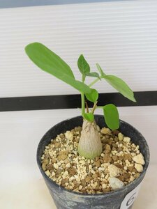 6789 「実生」マテレア シクロフィラ 植え【発根開始・Matelea cyclophylla・多肉植物・Gonolobus cyclophyllus】