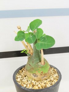 6834 「塊根植物」アデニア スピノーサ 植え【発根未確認・Adenia spinosa・多肉植物・丸株】