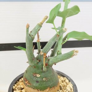 6832 「塊根植物」アデニア スピノーサ 植え【発根未確認・Adenia spinosa・多肉植物・丸株】の画像1