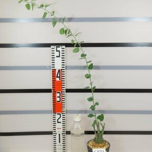 6832 「塊根植物」アデニア スピノーサ 植え【発根未確認・Adenia spinosa・多肉植物・丸株】の画像2