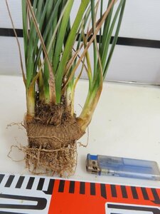 6358 「多肉植物」カリバナス フーケリー 抜き苗【最新到着・実生・Calibannus hookeri・大株・塊根植物】