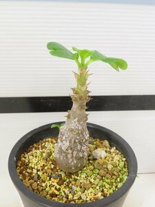 6860 「塊根植物」パキポディウム ウィンゾリ 植え【発根・Pachypodium windsorii・多肉植物・実生】