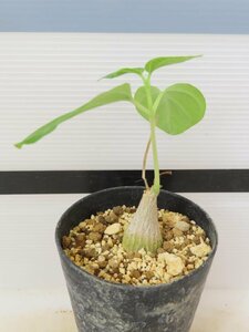 6792 「実生」マテレア シクロフィラ 植え【発根開始・Matelea cyclophylla・多肉植物・Gonolobus cyclophyllus】