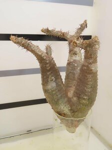 6197 「塊根植物」パキポディウム マカイエンセ中 抜き苗【最新到着・makayense・根切確認済み】