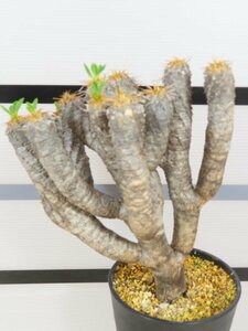 6848 「多肉植物」ユーフォルビア ギラウミニアナ 植え【発根未確認・Euphorbia guillauminiana・発芽開始】